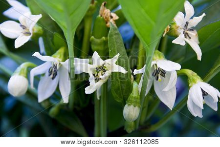 Close Up Photo Of Chili Pepper Saltillo White Flowers. The Flowers On The Center Blooming And There 