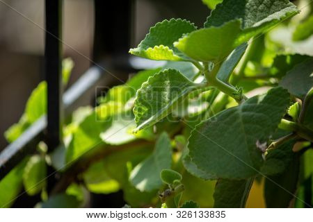 Fresh Green Leaves Pattern Of Indian Borage, Country Borage (botanical Name - Plectranthus Amboinicu