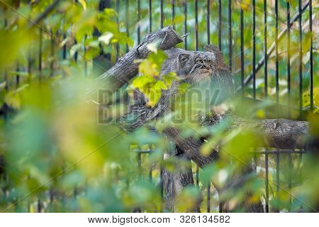 Pallas's Cat (otocolobus Manul). Manul Is Living In The Grasslands And Montane Steppes Of Central As