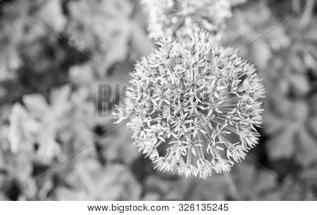 Allium Blooming Close Up. Ball Of Blossoming Allium Flowers. Beautiful Alliums For Gardening Theme. 