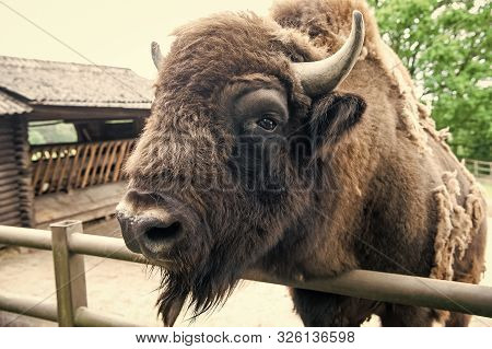 One World, One Life. Wild Bison With Horns. Bison Animal In Wildpark. European Or American Bison In 