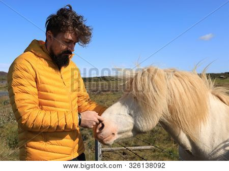 Traditional Horses in Iceland, Europe