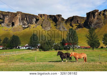 Traditional Horses in Iceland, Europe