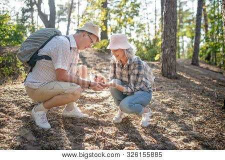 Couple Walking And Gathering Strobili In The Forest