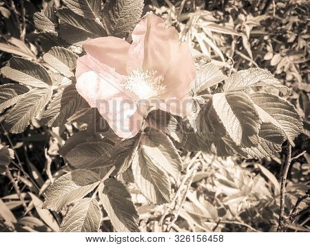 Close Up Of Pink, Wild Rose Flofer. Rosa Acicularis - Summer Nature Concept. Vintage Filter.