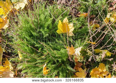 Yarrow Bush With Young Leaves And Last Year's Stems