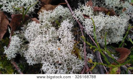 Star-tipped Reindeer Lichen. Beautiful Air Moss Grows In A Forest Among Other Forest Vegetation. Cla