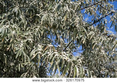 Elaeagnus Angustifolia (commonly Called Russian Olive, Silver Berry, Oleaster, Persian Olive, Or Wil