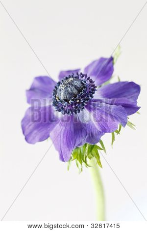 anémona flor