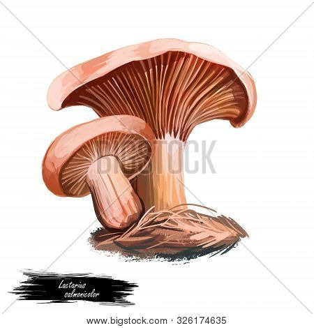 Lactarius Salmonicolor Or Blood Fungus, Mushroom Closeup Digital Art Illustration. Boletus Has Salmo