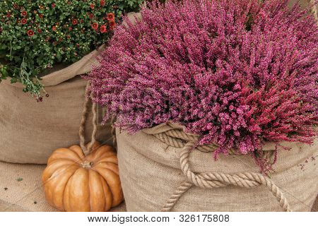 Heather Flowers. Small Violet Flowers. Vintage Paper Background. Retro Style. Closeup Of The Pink Bl