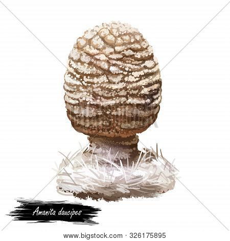 Amanita Daucipes, Carrot Footed Lepidella Or Turnip Foot Mushroom Closeup Digital Art Illustration. 