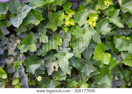 Green Leaves On The Feance. Nature In City