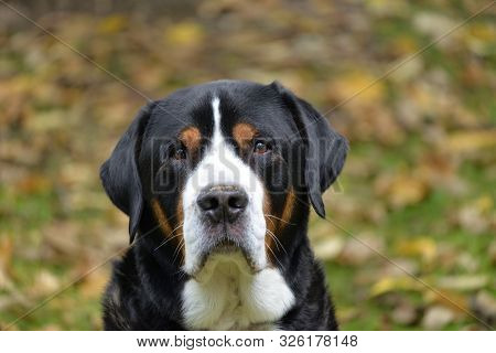 Greater Swiss Mountain Dog In The Garden.