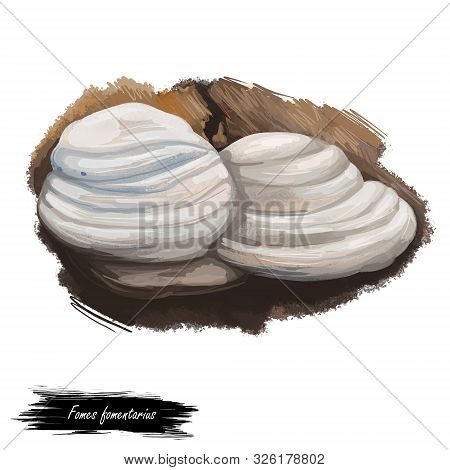 Fomes Fomentarius, False Tinder Or Hoof Fungus, Polypore Or Ice Man Mushroom Closeup Digital Art Ill