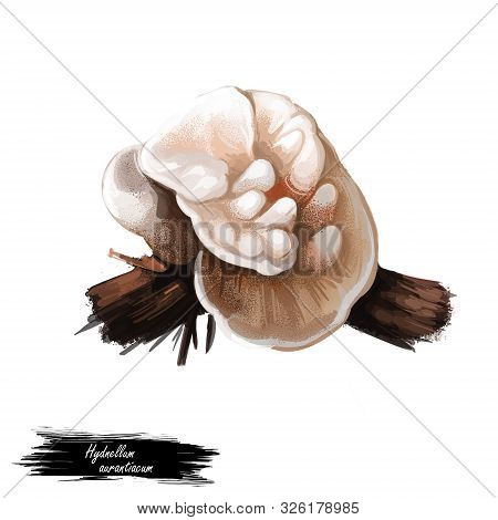 Hydnellum Aurantiacum Or Orange Spine Mushroom Closeup Digital Art Illustration. Boletus Has White F