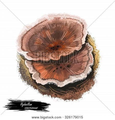 Hydnellum Concrescens Mushroom, Tooth Fungi Closeup Digital Art Illustration. Boletus Has Brown Colo