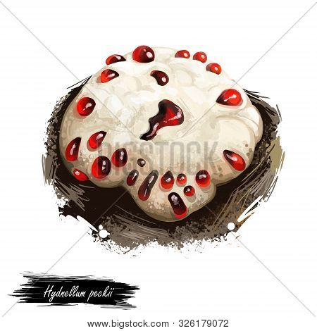 Hydnellum Peckii, Strawberries And Cream, Bleeding Or Devil Tooth Fungus, Mushroom Closeup Digital A
