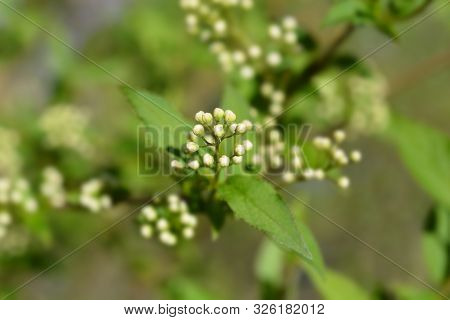Lemoine Deutzia Flower Buds - Latin Name - Deutzia X Lemoinei