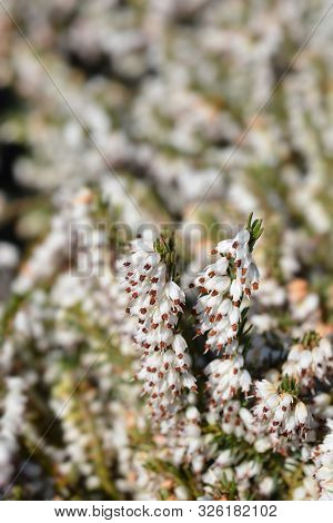 White Darley Dale Heath - Latin Name - Erica * Darleyensis