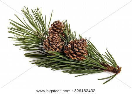 Mugo Pine Branch  With Cones Isolated On White