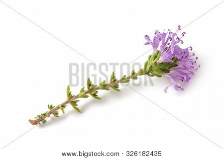 Thymus Capitatus Flower Isolated On White Background