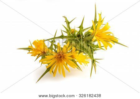 Common  Golden  Thistle Isolated On White Background