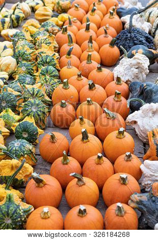 Pumpkins. Agriculture. Autumn. Vibrant. Colors Variation. Decor