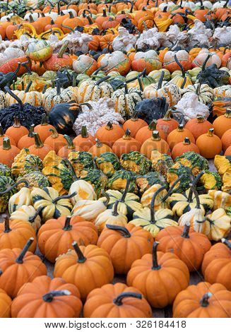 Pumpkins. Agriculture. Autumn. Vibrant. Variation Colors. Decor