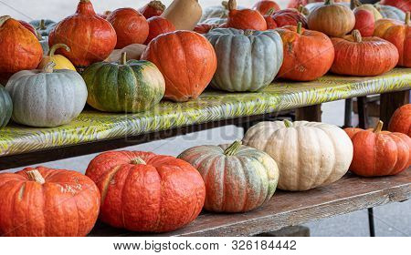 Pumpkins. Agriculture. Variation. Autumn. Vibrant Colors. Decor