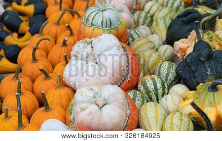 Pumpkins. Variation. Agriculture. Colors. Vibrant. Autumn. Decor