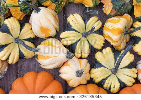 Pumpkins. Vibrant. Variation. Agriculture. Colors. Autumn. Decor