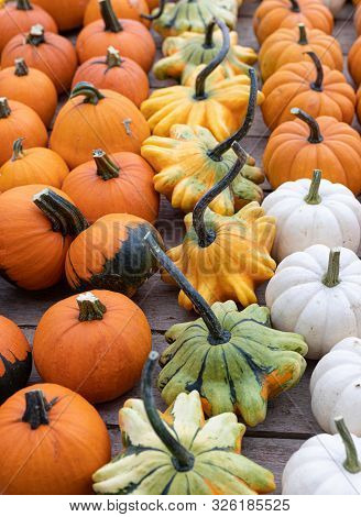 Pumpkins. Variation. Autumn. Agriculture. Vibrant Colors. Decor