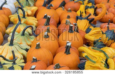 Pumpkins. Vibrant. Variation. Agriculture. Colors. Autumn. Decor