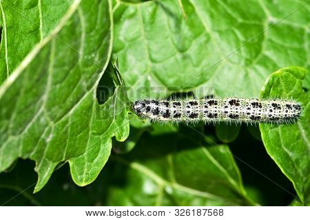 Cabbage Butterfly Caterpillar Is Seen As A Pest For Commercial Agriculture.