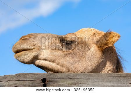 Portraitr of a camel with a blue sky on background