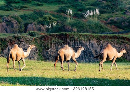 Three sunny dromedaries walking for the green countryside