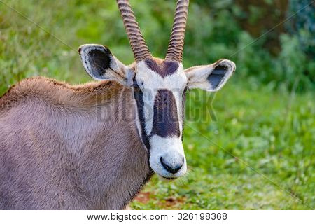 Oryx gazelle grazing in the meadow