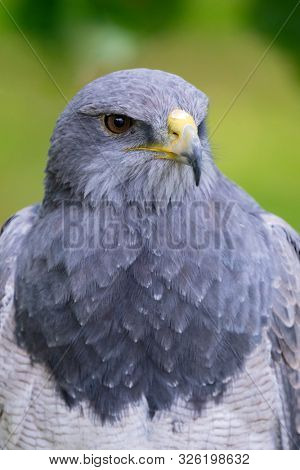 Portrait of a amazing southamerican bird with a natural green background. Geranoaetus melanolencis.
