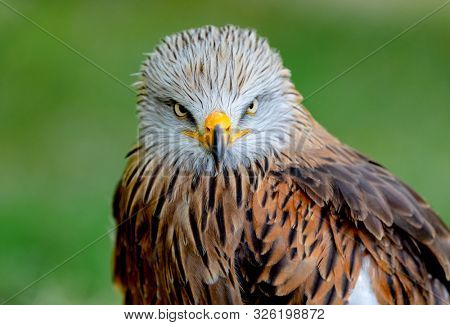 Portrait of a royal kite (Milvus Milvus) with a natural green background