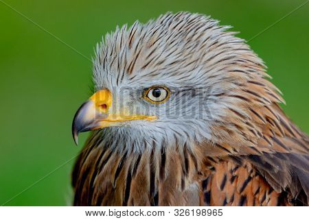 Portrait of a royal kite (Milvus Milvus) with a natural green background