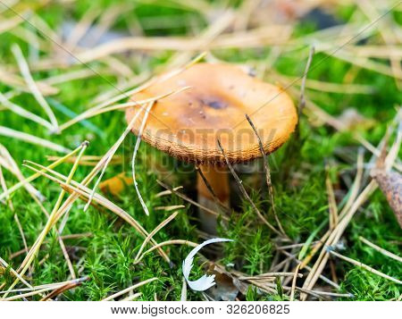 Brown Toadstool In Green Moss With Pine Needles In The Forest, Macro