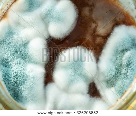 Growth Of Aspergillosis Aspergillus Flavus On Jam Surface, Macro, Top View