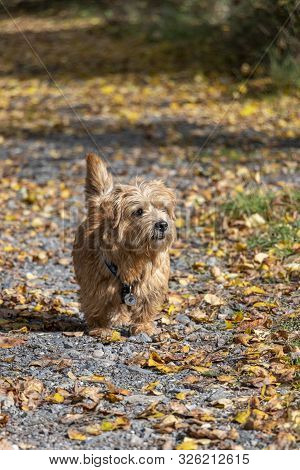 Happy Norfolk Terrier Walking On Park Road In Autumn