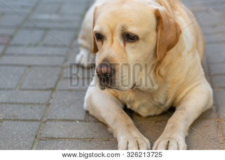 A Light-haired Labrodor Dog With Sad Eyes Is Bored And Waiting For His Master In The Courtyard Of Th