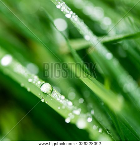 Close-up Water Drops After Rain On Green Grass. Soft Focus. Macrography. Abstract  Nature Background