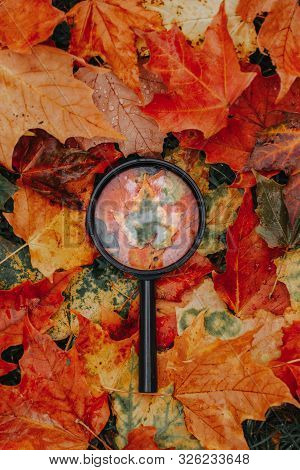 Magnifying Glass Lying On Ground Heap Of Colorful Multicolor Autumn Fall Yellow, Red And Orange Mapl