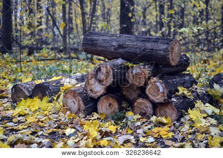 Autumn Forest. Yellow Maple Leaves. Logs. Soft Focus