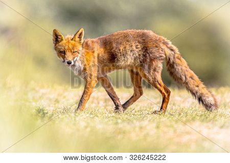 Red Fox (vulpes Vulpes) In Natural Vegetation. This Beautiful Wild Animal Of The Wilderness. Walking