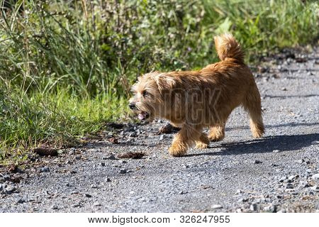 Happy Norfolk Terrier Walking On The Park Road In Autumn